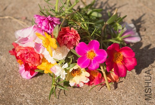 IMG_1531jpg0814.jpg