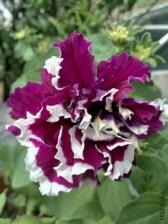 psb (9).jpg