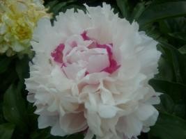 psb (27).jpg