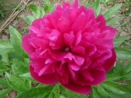 psb (93).jpg