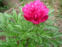 psb (94).jpg