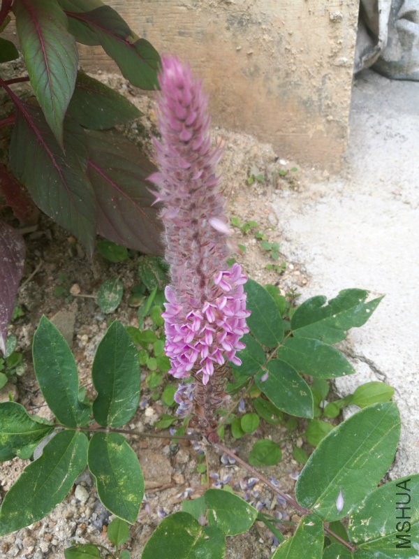 IMG_20160806_130136.jpg