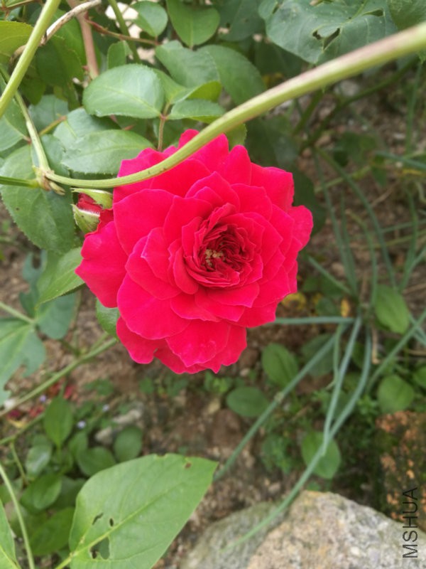 IMG_20160806_130716.jpg