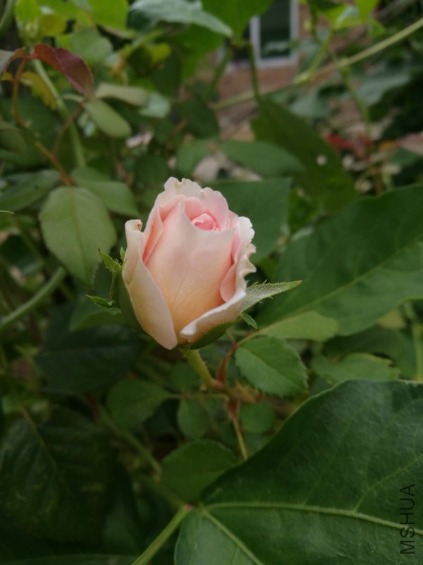 IMG_20160806_130727.jpg