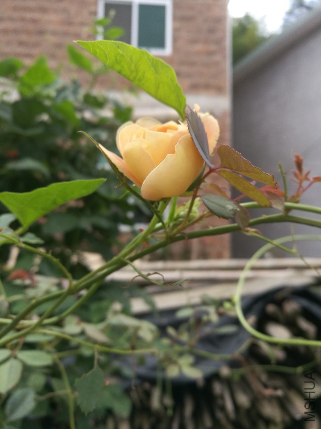 IMG_20160806_130758.jpg