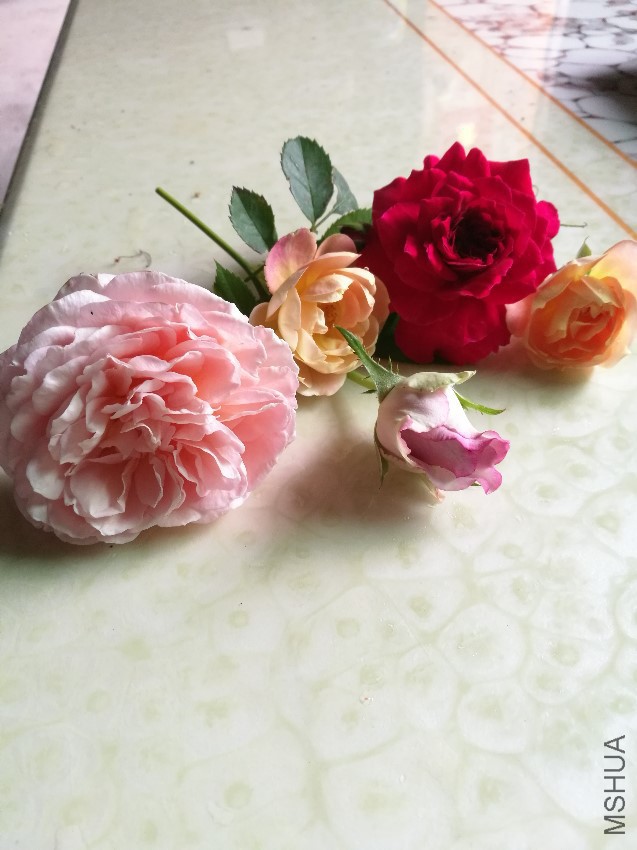 IMG_20160806_161218.jpg