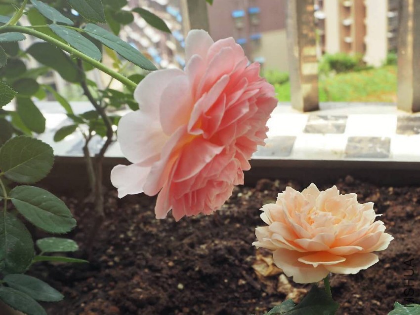 �ǲ������棨��Сһ֧�磬ȴ���˺ܶ���ˣ�