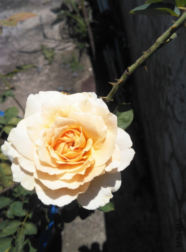 IMG_20160708_141439.jpg