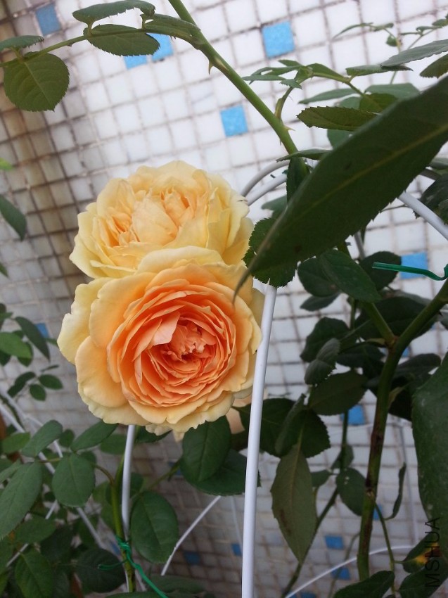 20160817_075246.jpg