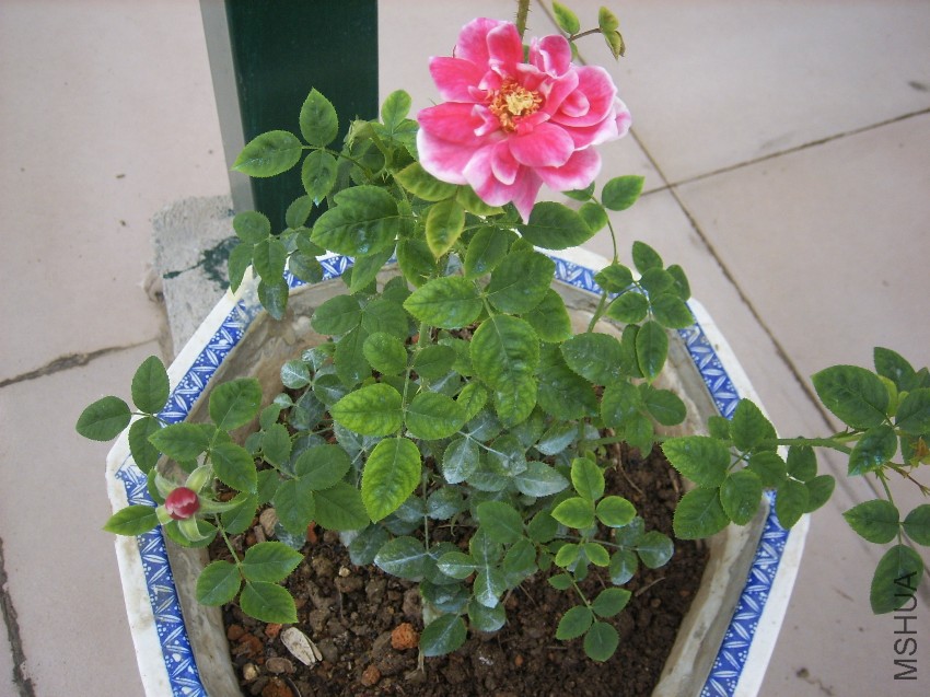SPA50064.JPG