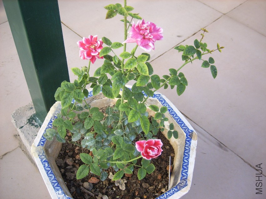 SPA50110.JPG
