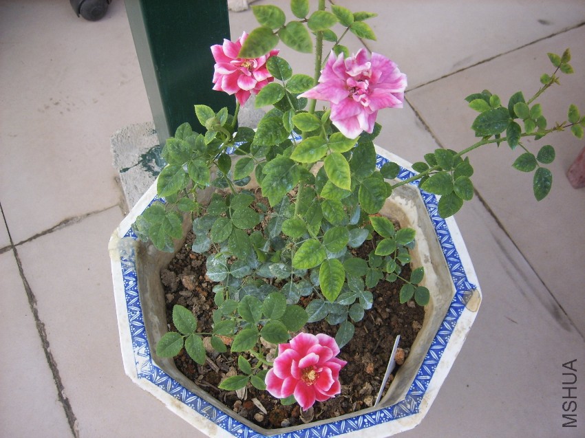 SPA50120.JPG
