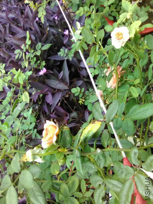 IMG_20160817_110136.jpg