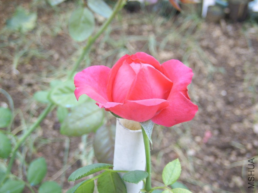 SPA50067.JPG