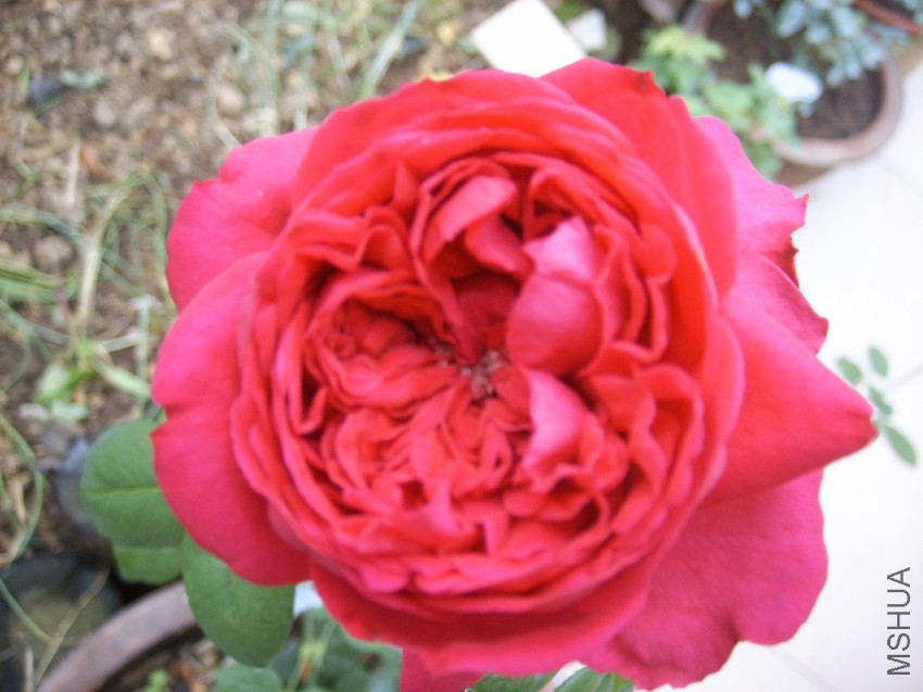 SPA50095.JPG