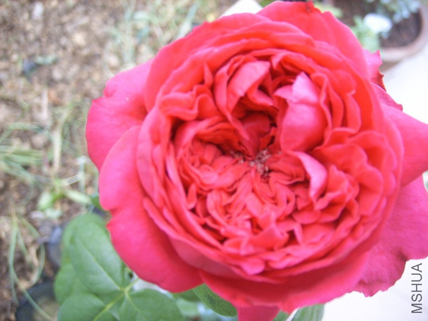 SPA50096.JPG