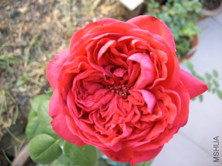 SPA50104.JPG