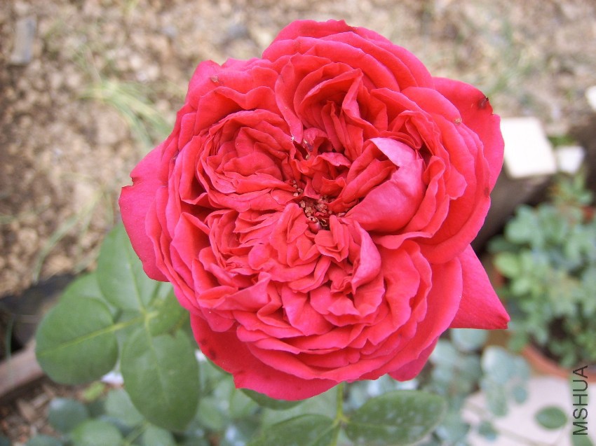 SPA50113.JPG
