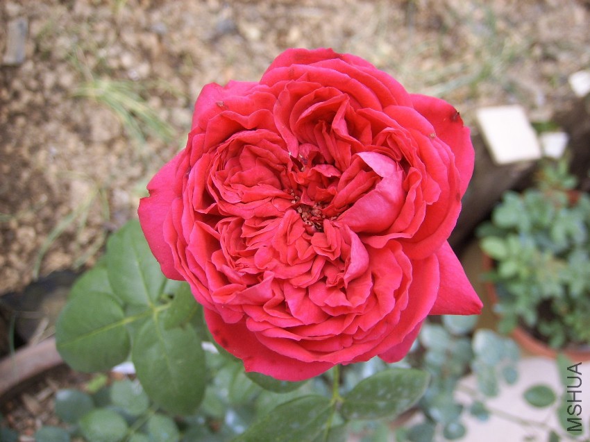 SPA50114.JPG