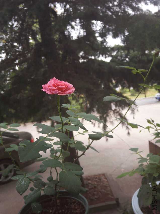 IMG_20160817_134526.jpg