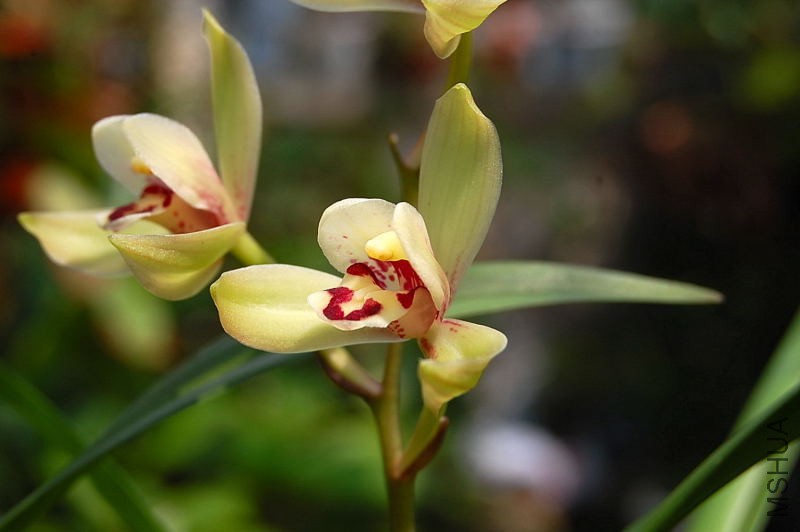 DSC_11300042.JPG