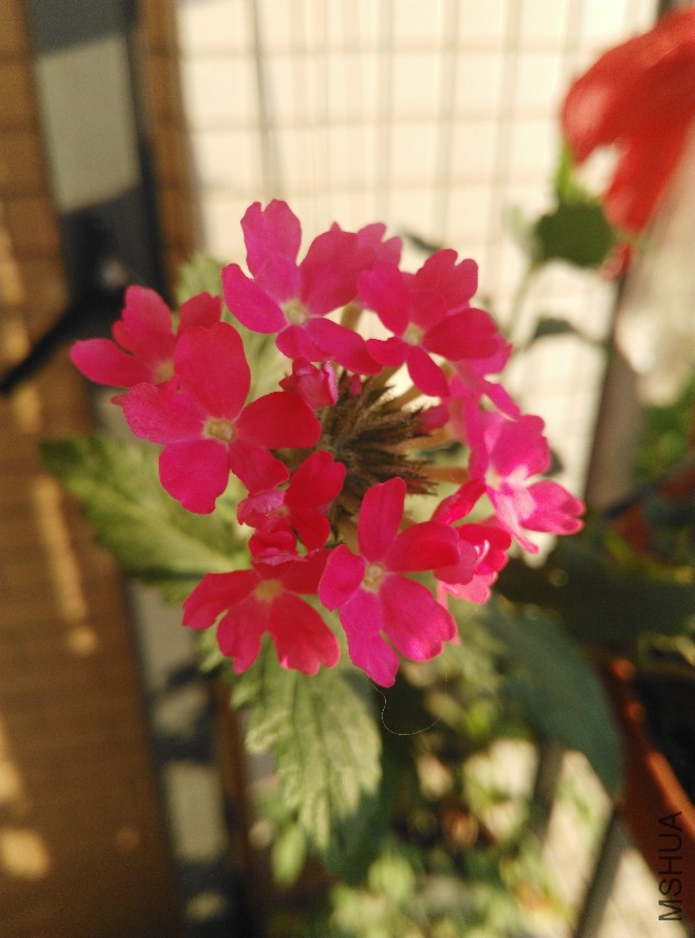IMG_20160730_070035.jpg