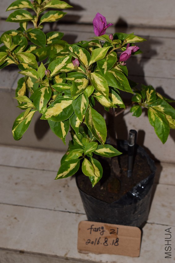 DSC_0635.jpg