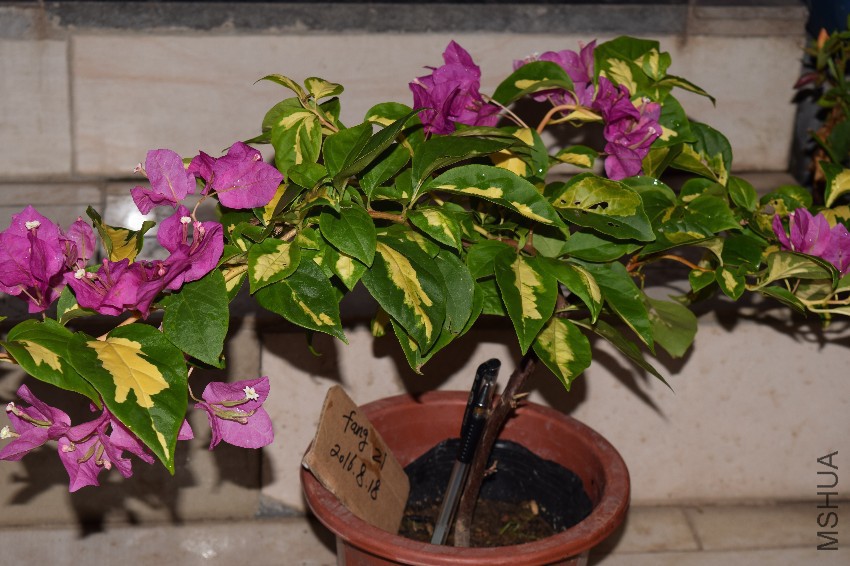 DSC_0636.jpg