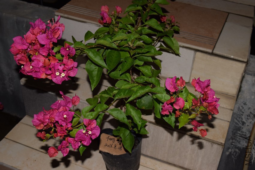 DSC_0641.jpg