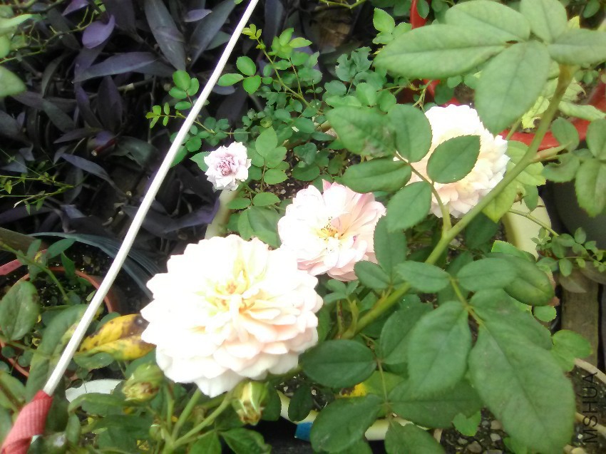 IMG_20160818_133413.jpg