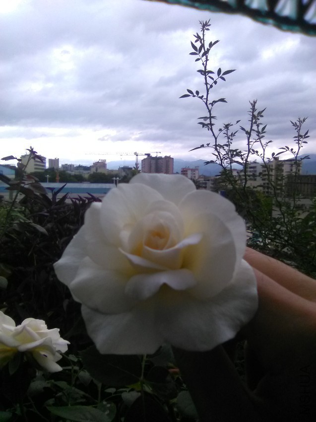 IMG_20160818_133924.jpg