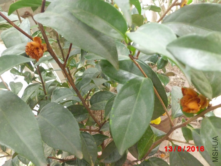 CIMG8280.JPG