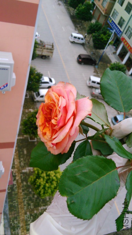 IMG_20160815_171147.jpg
