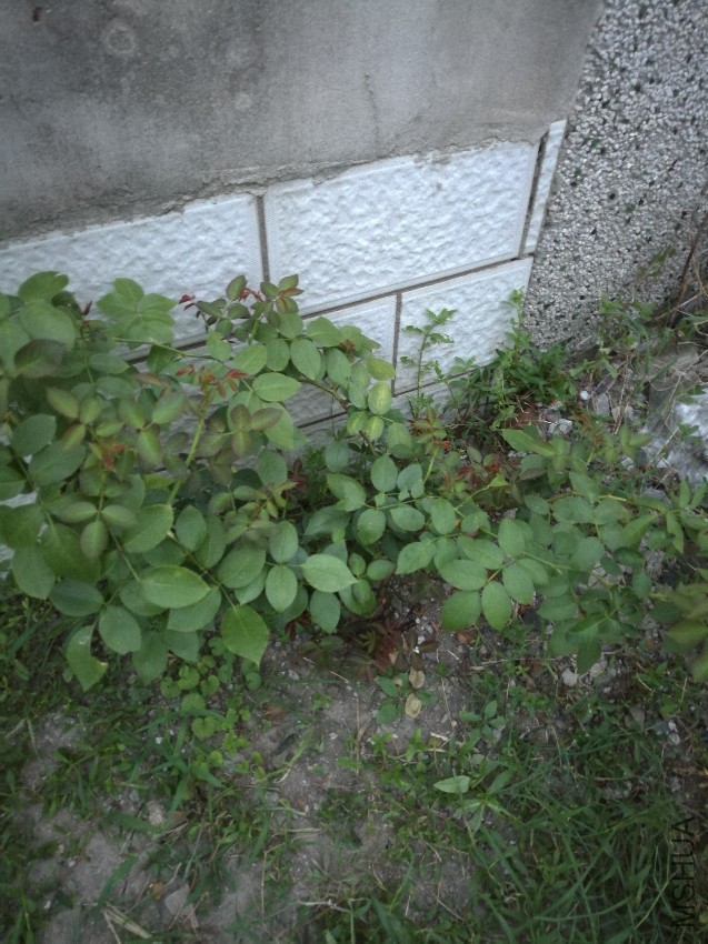 IMG_20160819_184518.jpg