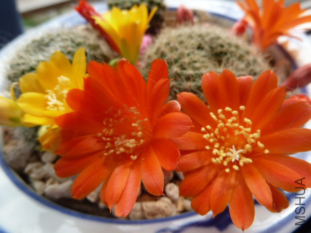 P1030644.JPG