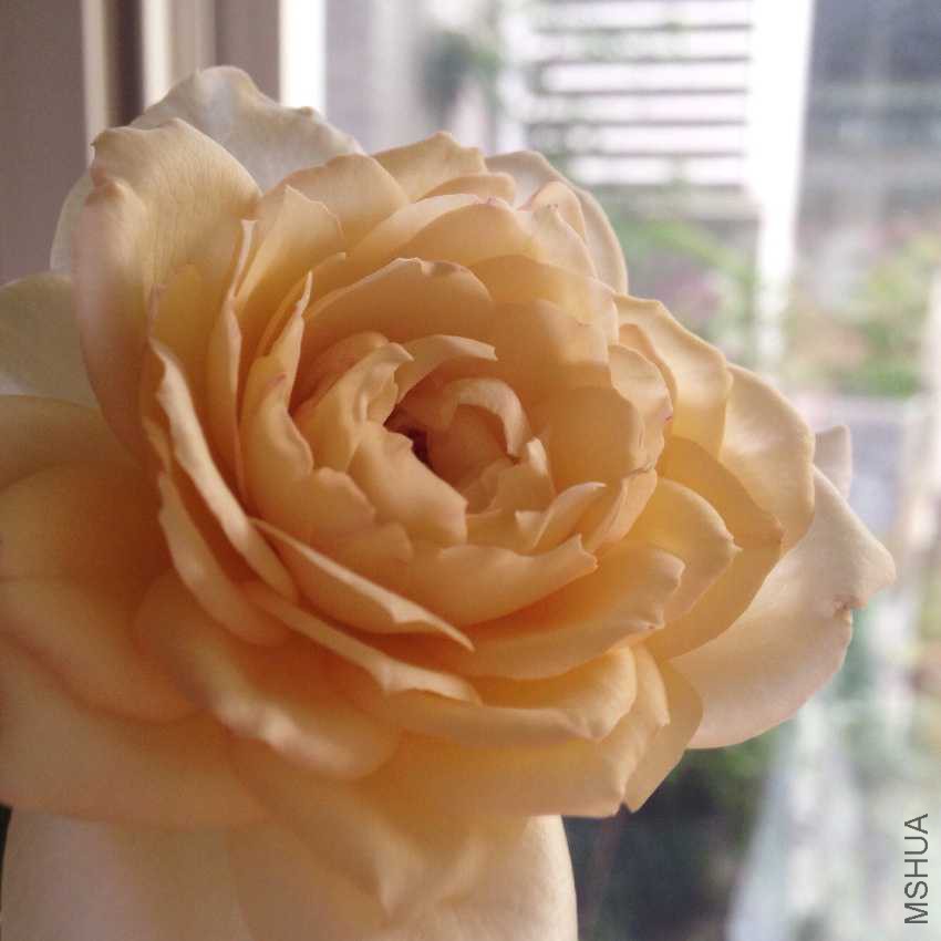 ��ɫ ��ܽ����