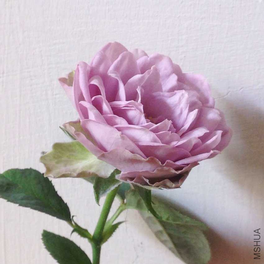 ��ɫ����