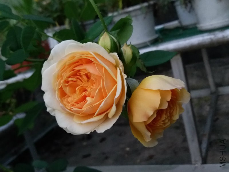 20160716_060832.jpg