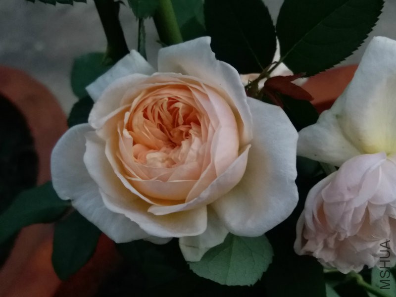 20160716_060941.jpg