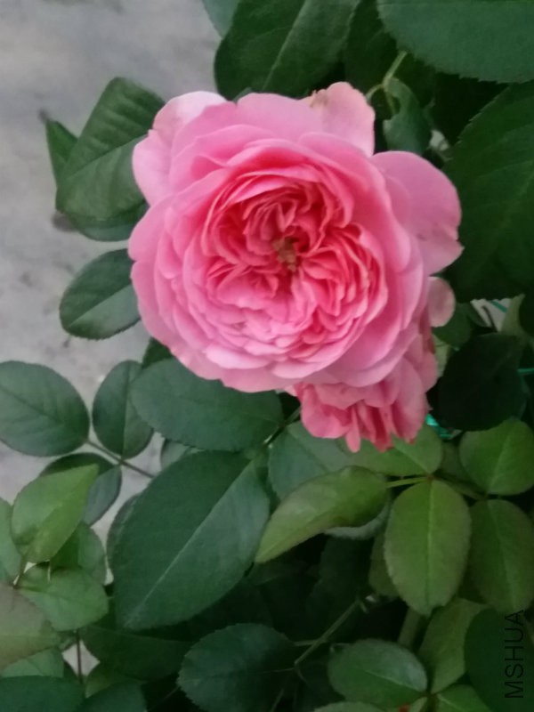 20160716_061249.jpg