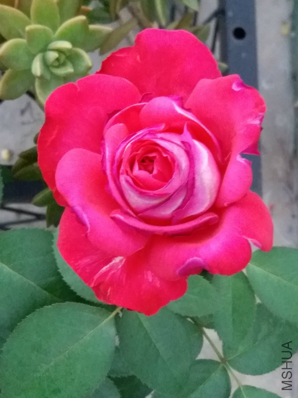 20160716_061312.jpg