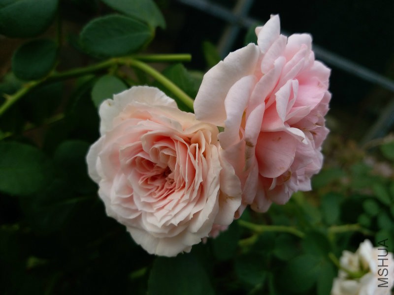 20160812_072819.jpg