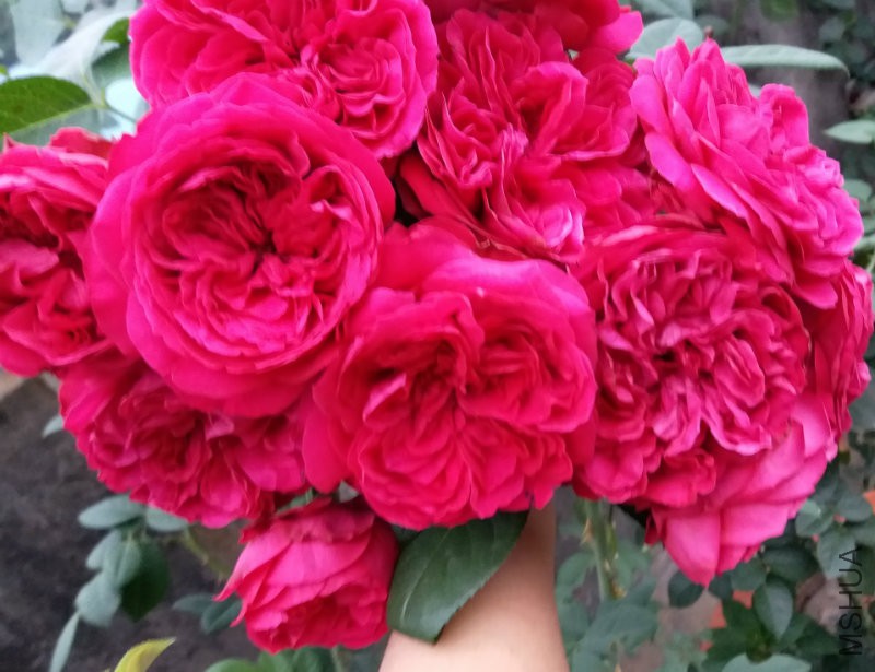 20160818_071028.jpg