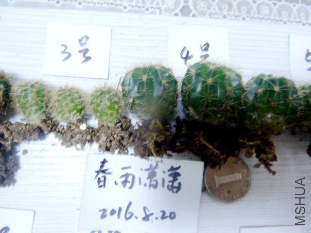 P1080604.JPG