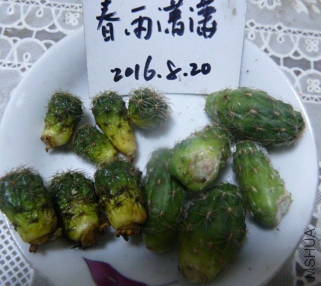 P1080620.JPG