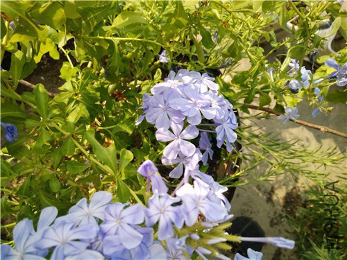 IMG20160819074235.jpg