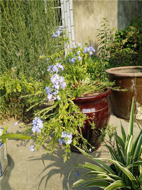 IMG20160819074228.jpg