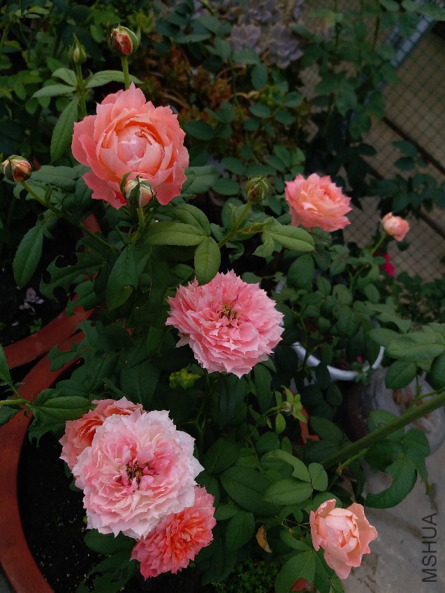 20160820_081431.jpg