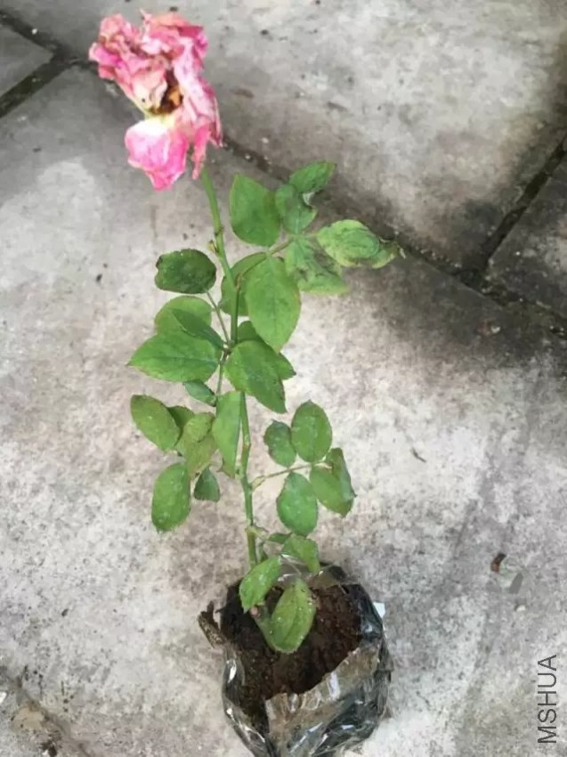 ѩ����ţ