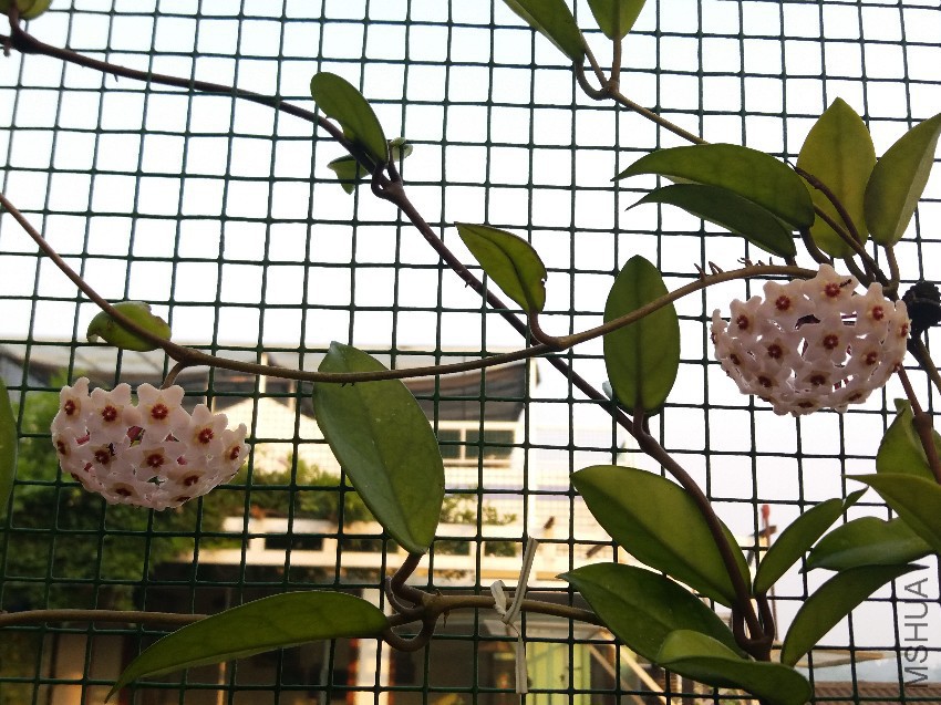 20160820_073813.jpg